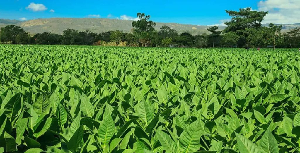 Tobacco fields under the Nicaraguan sun