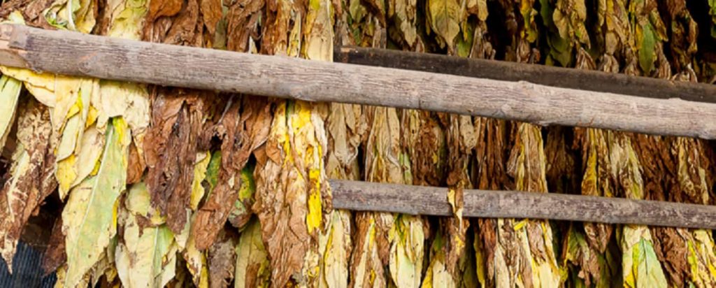 Stacks of tobacco leaves ready for processing in Virginia