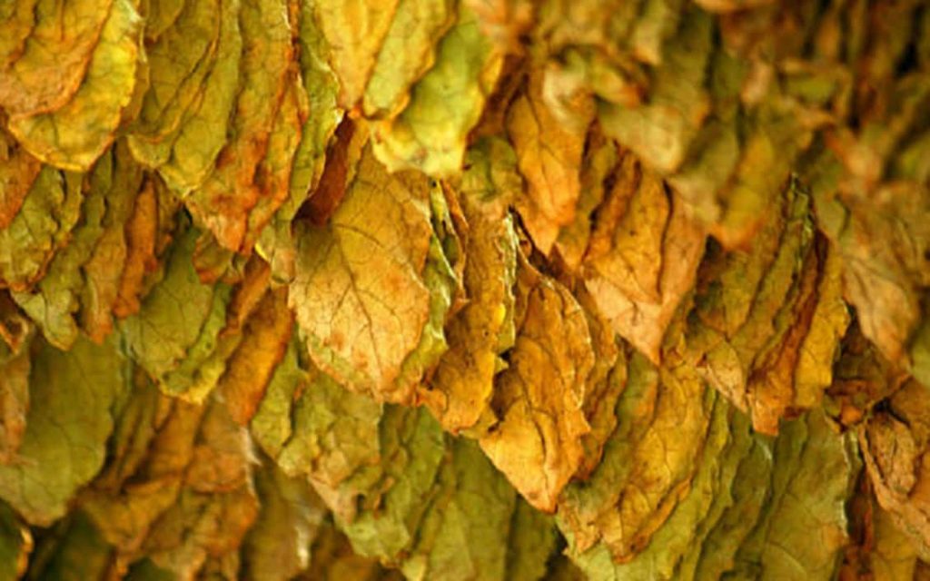 Close-up of Bulk Burley Tobacco leaves