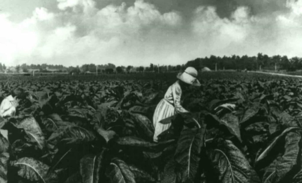 A detailed glimpse into a Kentucky tobacco field